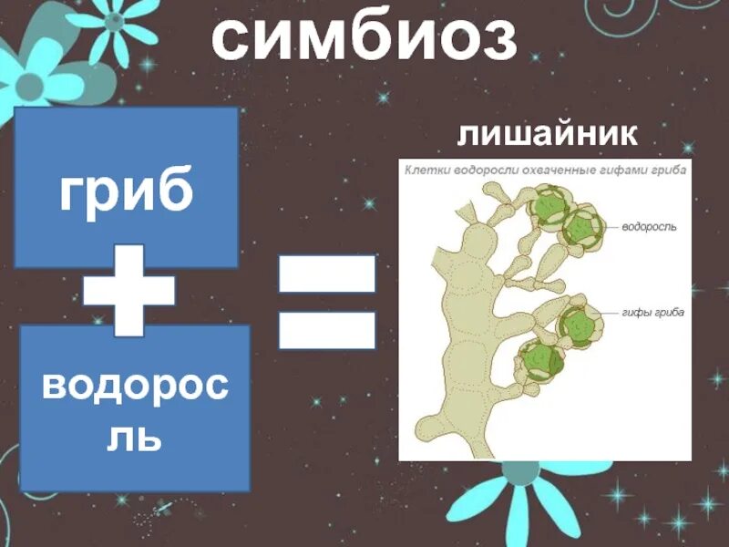 Взаимоотношения гриба и водоросли. Симбиоз гриба и водоросли. Симбиоз гриба и водоросли в лишайнике. Гриб и водоросль в лишайнике. Совместное сосуществование гриба и водоросли.