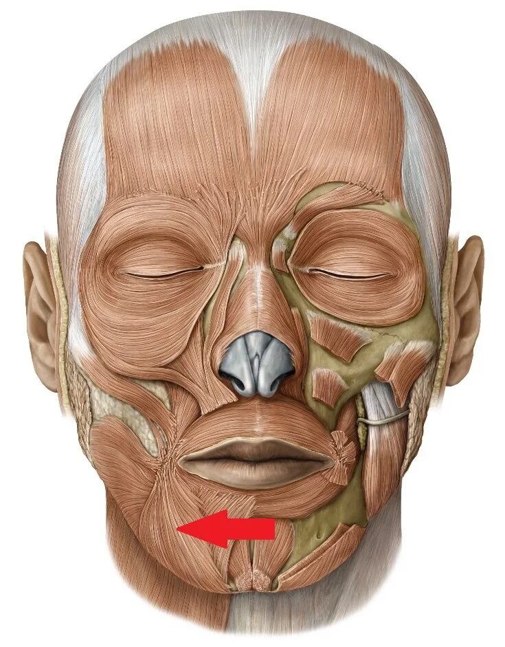 Движения мимических мышц. Corrugator supercilii. мускулюс фронталис. depressor supercilii мышца. levator labii superioris.