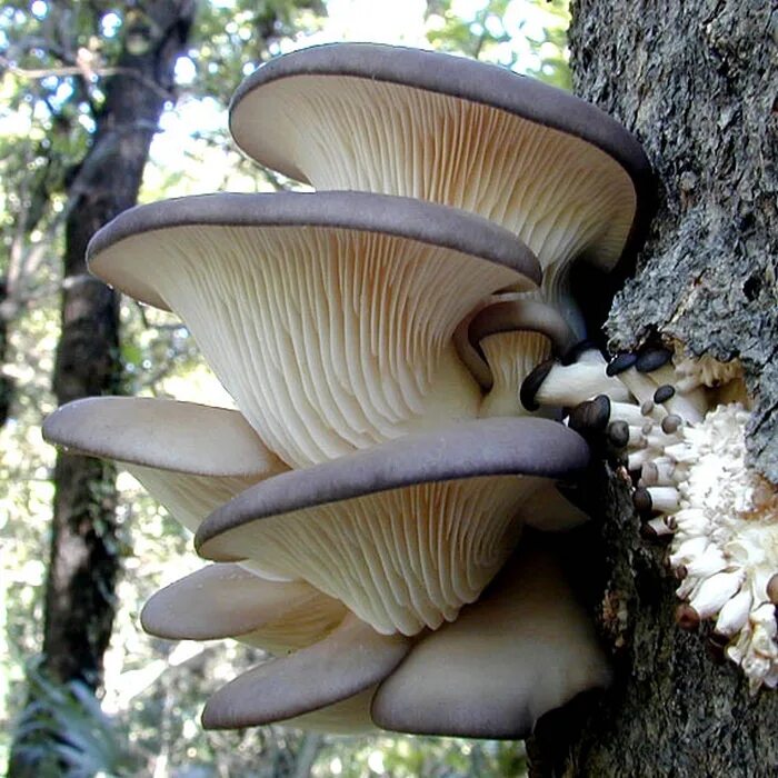 Вешенка обыкновенная. Вешенка обыкновенная (Pleurotus ostreatus). Вёшенка обыкновенная / Pleurotus ostreatus. Вёшенка обыкновенная грибы. Вешенка часов