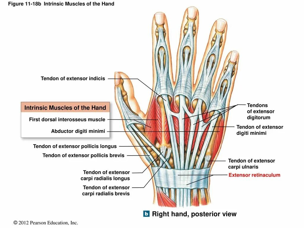 кисть руки анатомия строение костей. пястные кости руки анатомия. кисть анатомия строение на латинском. пястная кость кисти строение. строение пястных костей кисти.