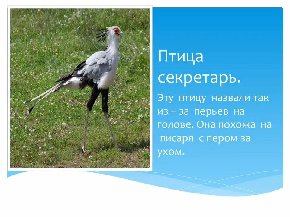 Почему растение подорожник так названо. Колбасное дерево. Птица секретарь. Почему их так назвали 5 класс. Проект почему это так называется.