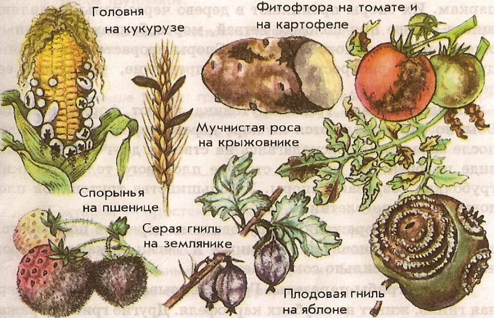Грибы вызывающие болезни растений и животных. Головня спорынья фитофтора. грибы паразиты растений головня. грибы паразиты головня 5 класс биология. паразитические грибы 9 класс.
