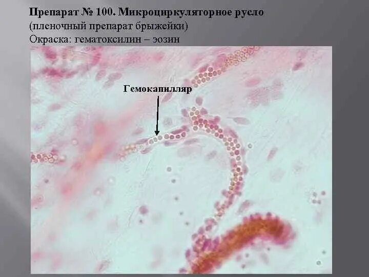 Капилляры гистология препарат. Микроциркуляторное русло брыжейки гистология препарат. сосуды микроциркуляторного русла препарат. гемокапилляры гистология препарат.