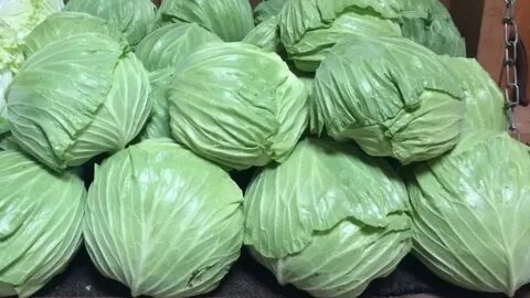 Капуста сорт чудо на рекорд