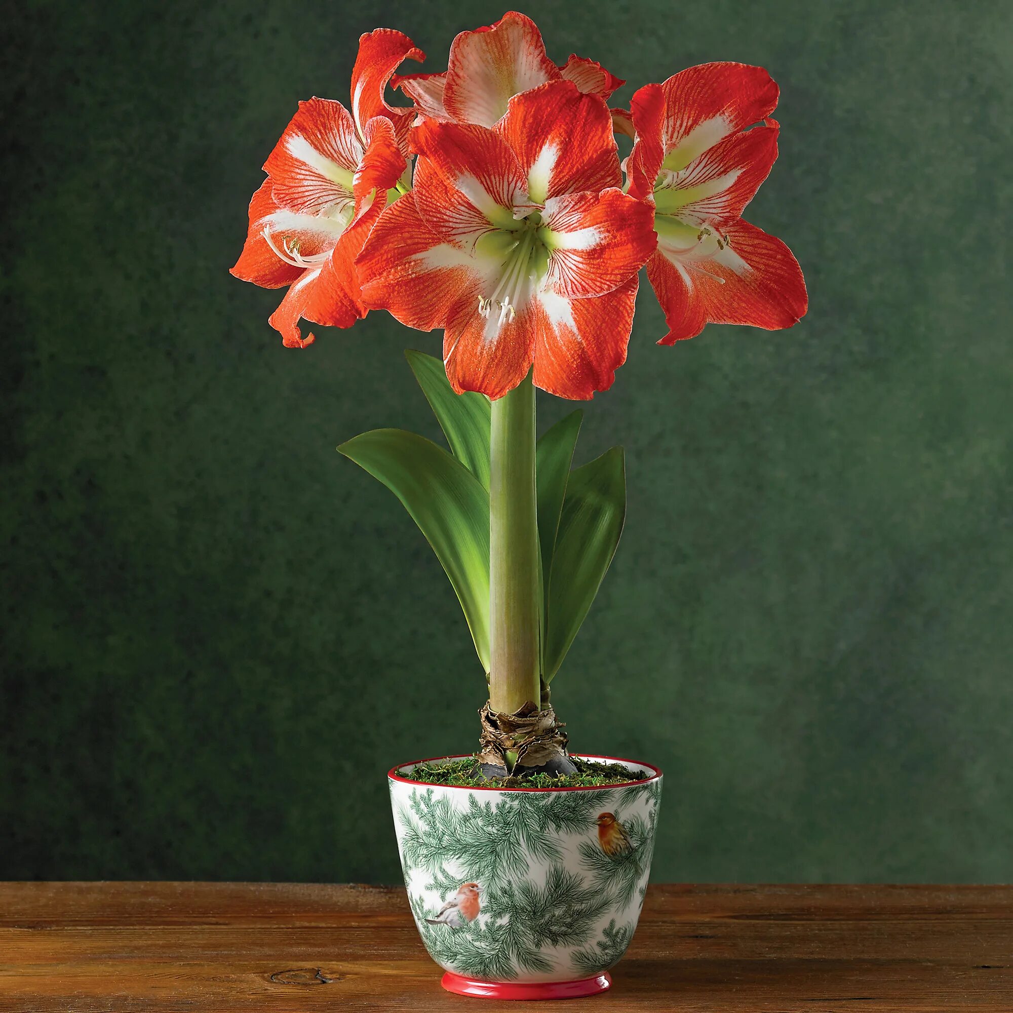 Гиппеаструм амариллис. Амарилис уход за ним срезка. Амарилис уход за ним срезка. Цветок гиппеаструм амариллис. Амарилис уход за ним срезка.