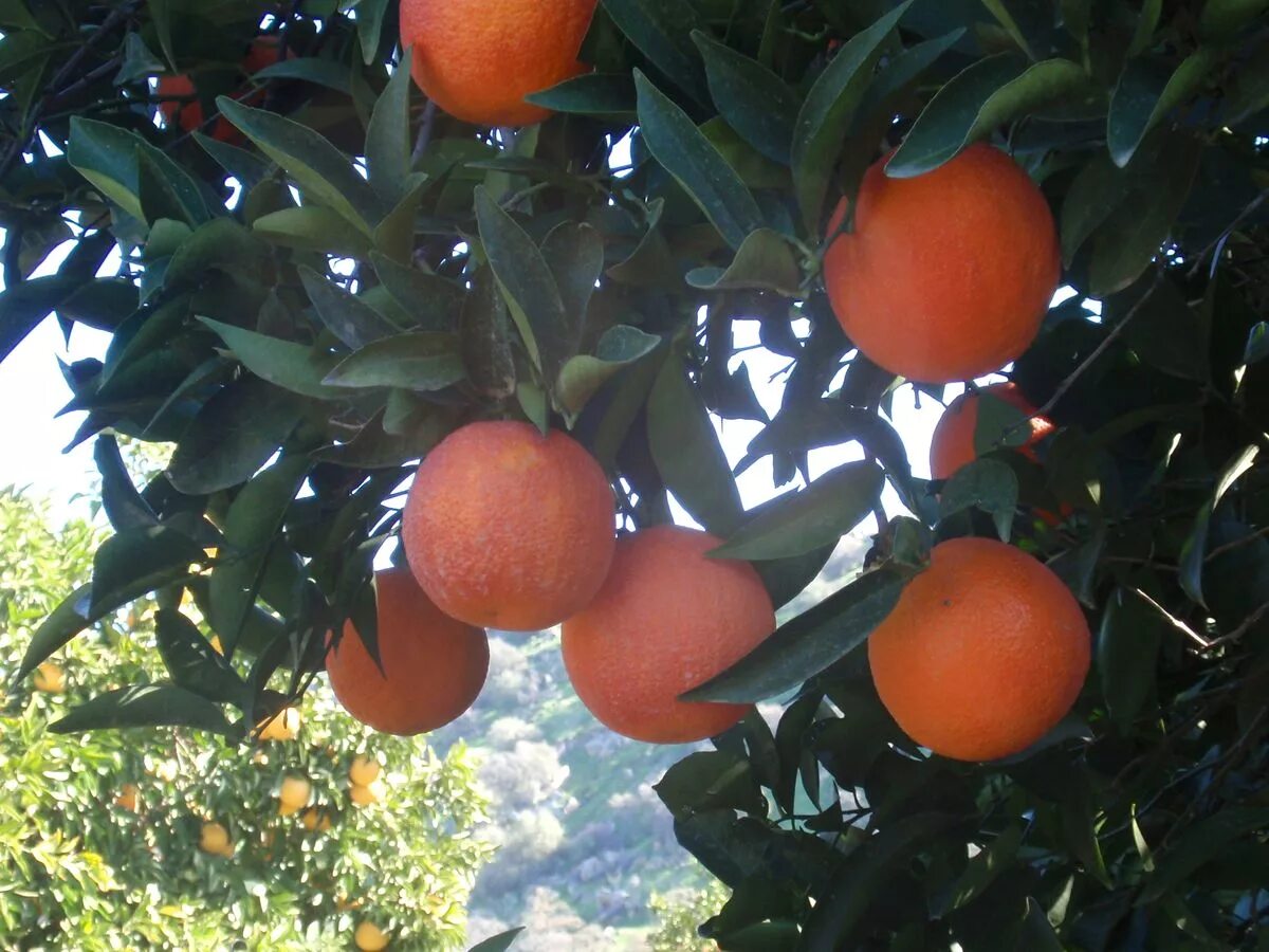 Сорт гамлин апельсины. Описание сортов апельсинов. Апельсины сорт монтана. Апельсин сорта sanguinello. Апельсин сорт вашингтон.