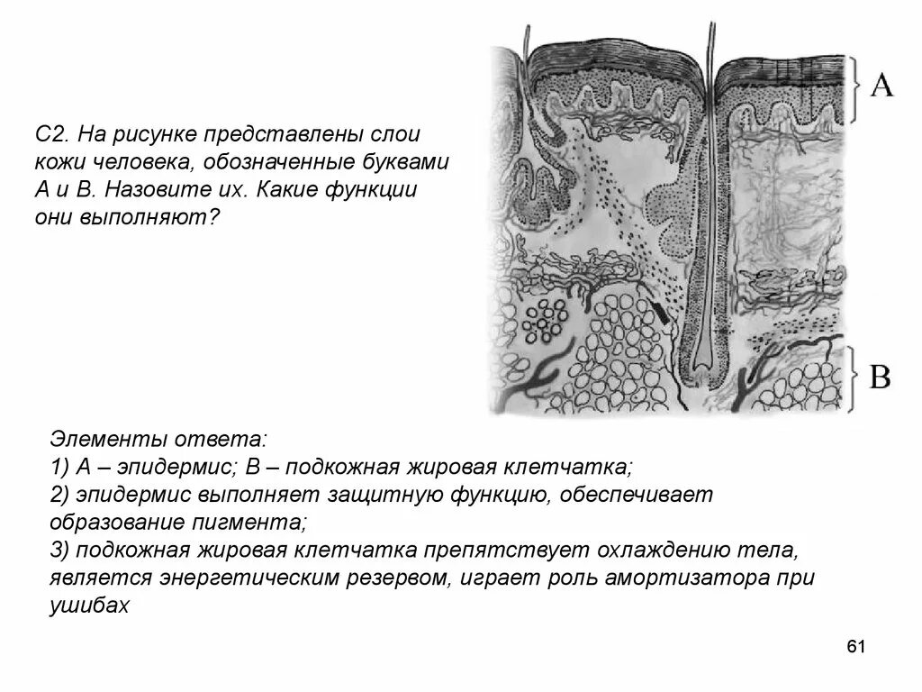 Строение кожи человека огэ. Строение кожи человека егэ биология. кожа человека егэ. строение кожи егэ. слой кожи человека егэ биология.