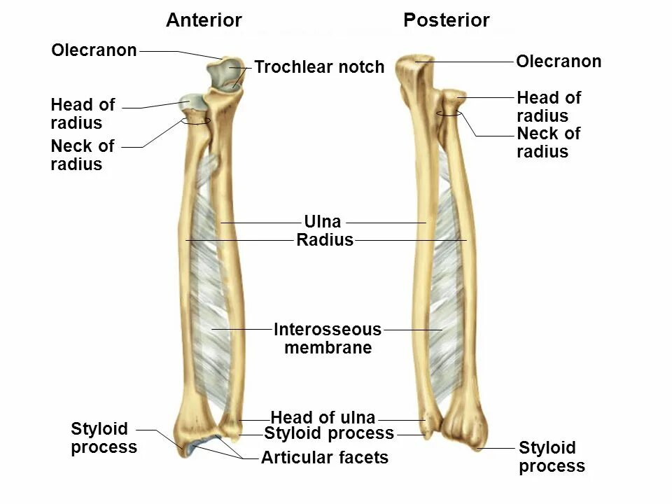 Circumferentia articularis. Radius анатомия. Processus styloideus radii. Radius перевод. Radius перевод.