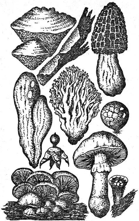 грибы без плодовых тел. Psathyrella friesii.