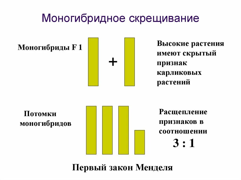 Моногибридное скрещивание какое расщепление. Моногибридное скрещивание. Моногибридное скрещивание это скрещивание. Моногибридное скрещивание 1:1:1:1. Моногибридное скрещивание 1 закон.