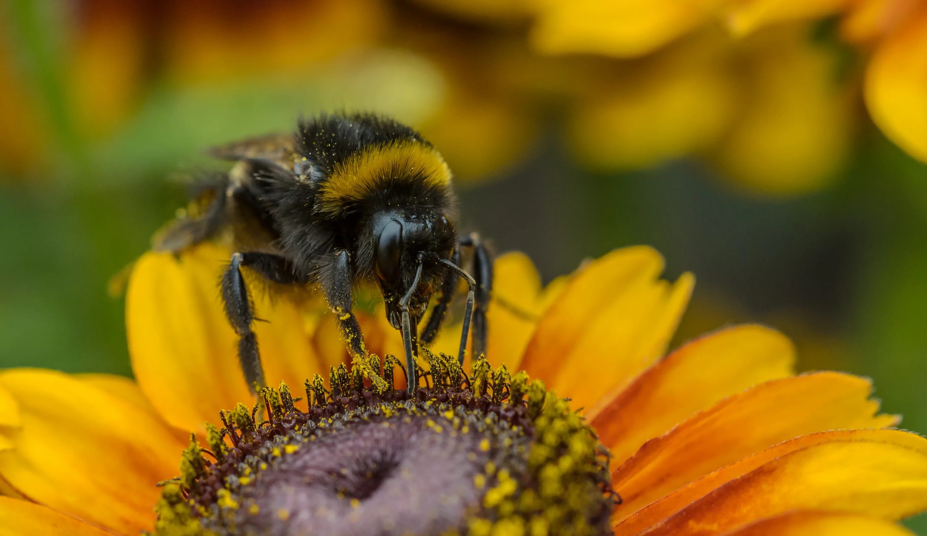 Какого цвета пыльца. Цветы которые любят пчелы. Шмель в пыльце. Пчела на подсолнухе. Нектар с подсолнуха.