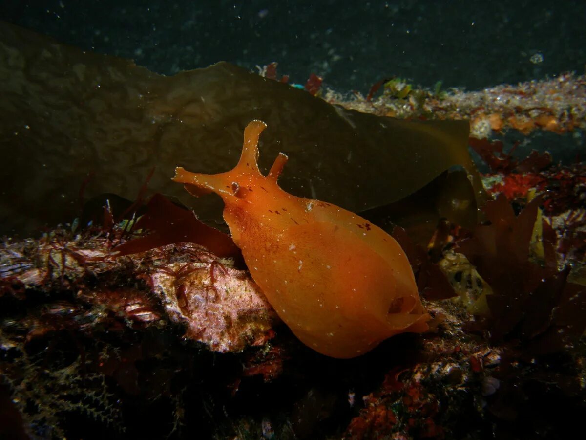 Моллюском аплизией. Морской заяц моллюск аплизия. Морской заяц Aplysia. Калифорнийский морской заяц.