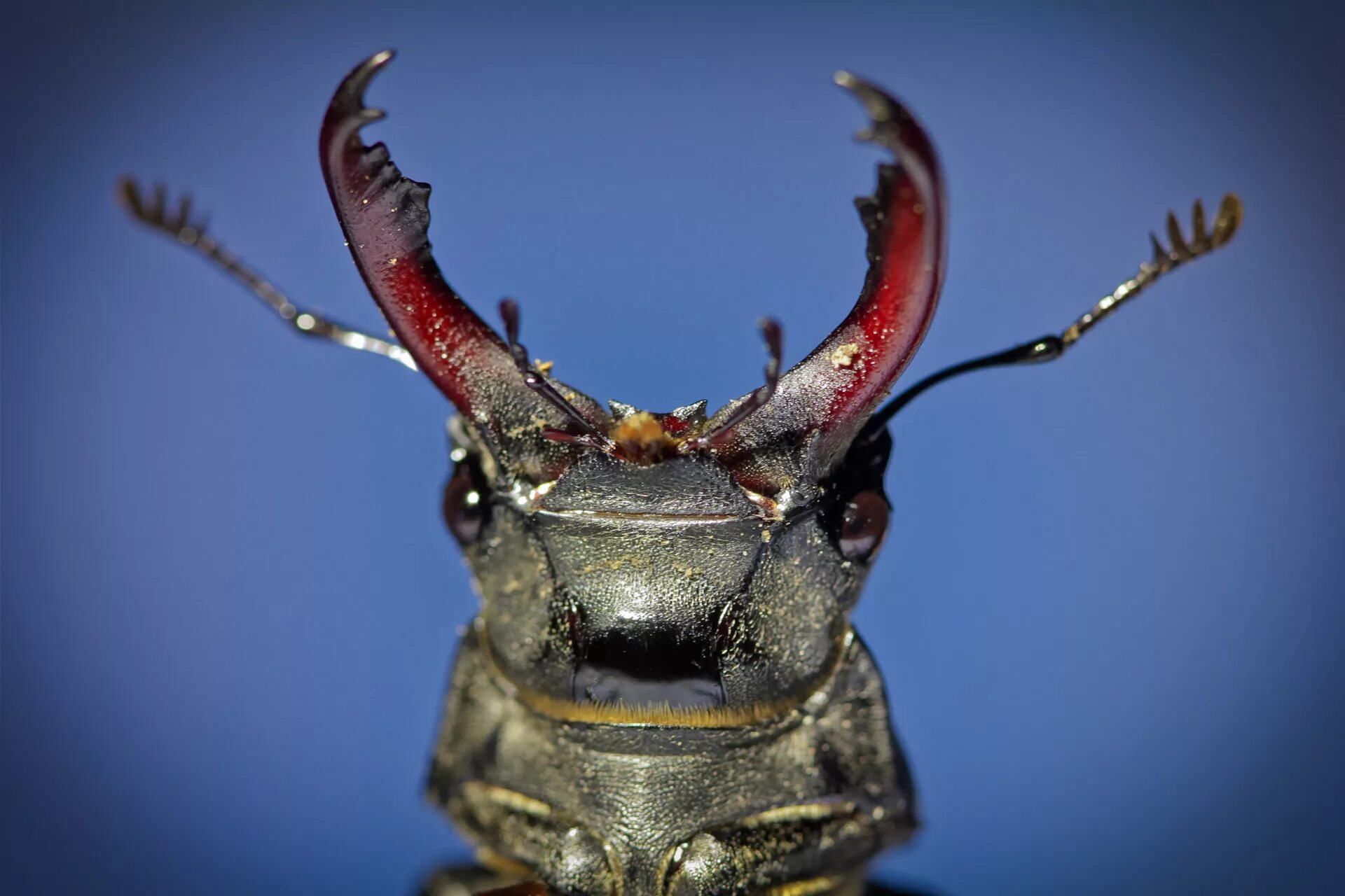 Золотой жук олень. Челюсть жука оленя. Жук-олень (lucanus cervus). Навозный жук олень. Шершень против жука оленя.