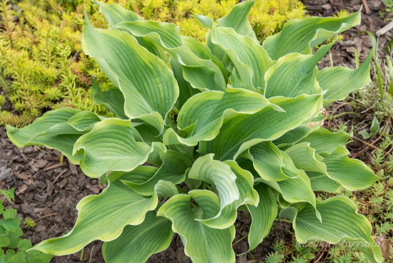 Хоста тардиана халцион. Хоста ред октобер. Хоста гибридная 'primadonna'. Функции хоста. Хоста гибридная вельвет мун.