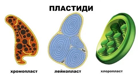 Хромопласты