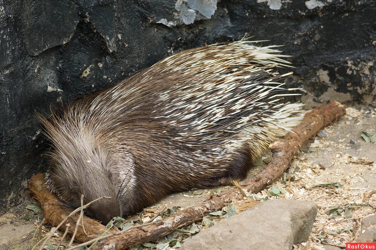 Родственница ежа в мире флоры 7 букв. Сестра ежа в мире флоры 7 букв 1 е. Hemiechinus auritus). Ежик вид сверху. Отряд насекомоядные еж обыкновенный.