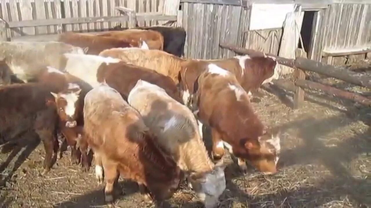 Русский фермер бычок. Бычки видео. 5 года. Калмыцкая порода быков. Лпх крс молочного направления.