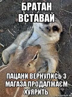 Койчу братан