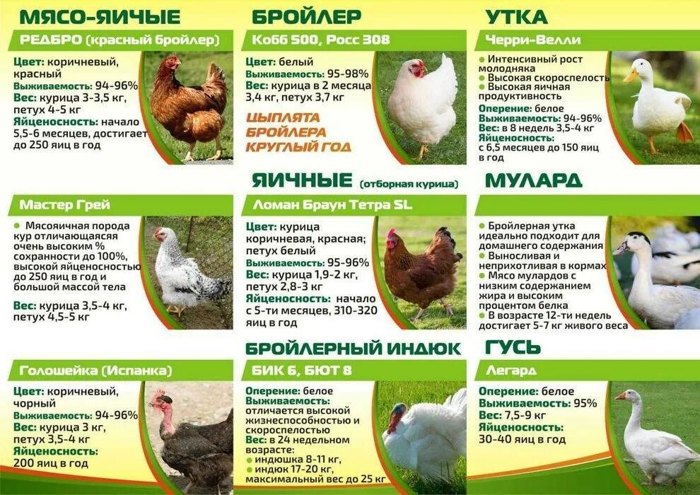 Каких бройлеров. Вес курей бройлеров. вес кур бройлеров. таблица корма для бройлеров кобб 500 за весь период. цыплята бройлеры и несушки отличия.