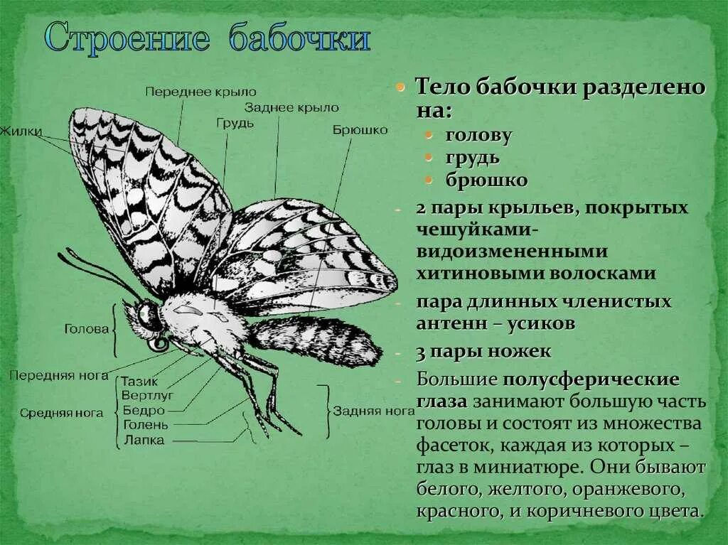 Как называется где бабочки. Бабочка капустница описание строение. Отряд чешуекрылые строение бабочки. Внешнее строение бабочки. Внешнее строение бабочки капустницы.