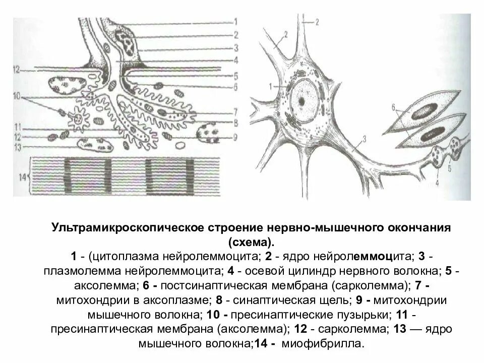 Общее свойство нервной и мышечной ткани. Схема ультрамикроскопического строения нервной клетки. Строение нервно мышечного окончания. Строение нервных окончаний гистология. Эффекторные нервные окончания строение.