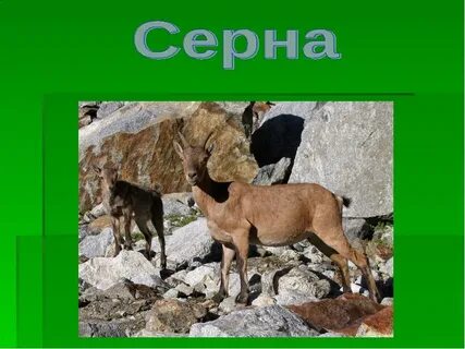 Кубановедение животные