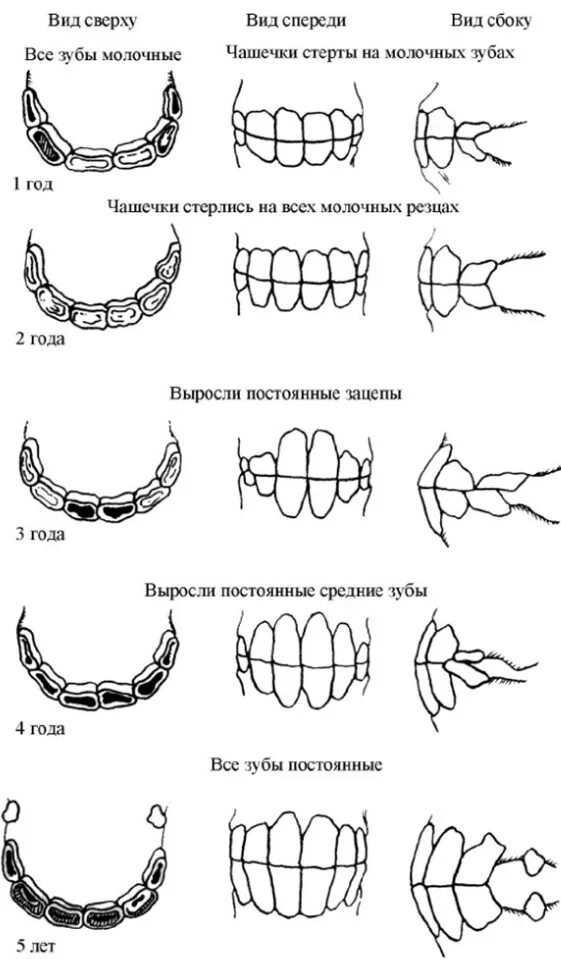Estimate Your Horse's Age By His Teeth