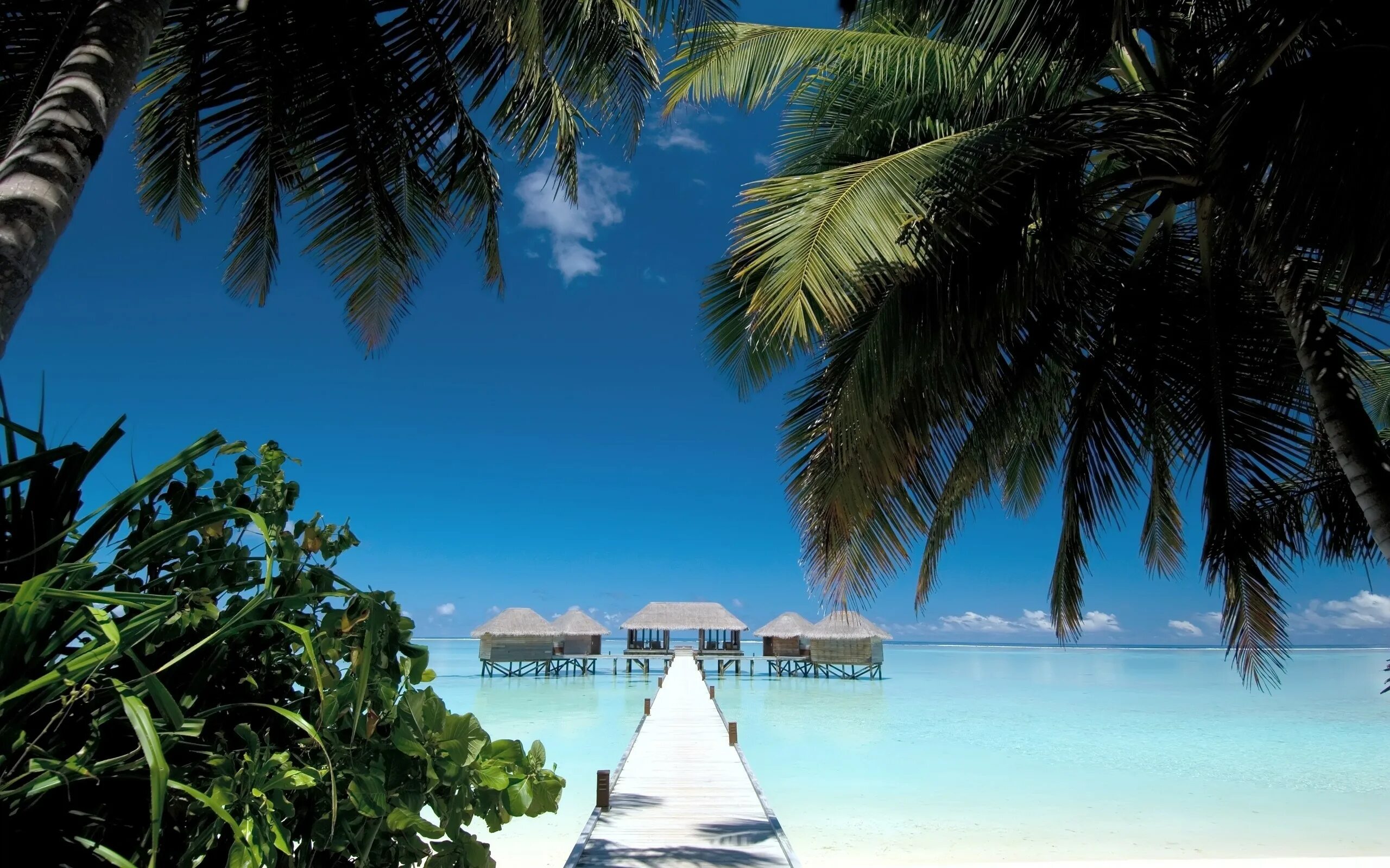 Остров обои айфон. Мальдивы, океан, пальмы, бунгало. Парадиз остров Карибского моря. Мальдивы тропики. Мальдивы океан.
