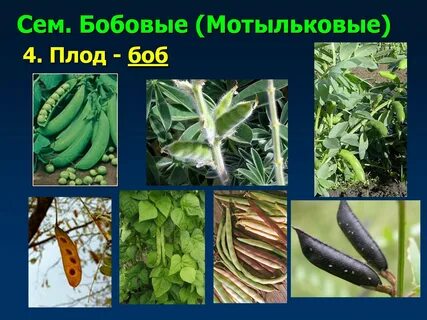 Название растения из семейства бобовых