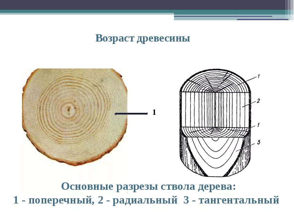 Сделайте кольцевой надрез на древесной ветки. Схема тангециальный среза древесины. Торцевой поперечный срез ствола. Поперечный радиальный тангентальный разрез. Строение древесины сосны тангентальный разрез.