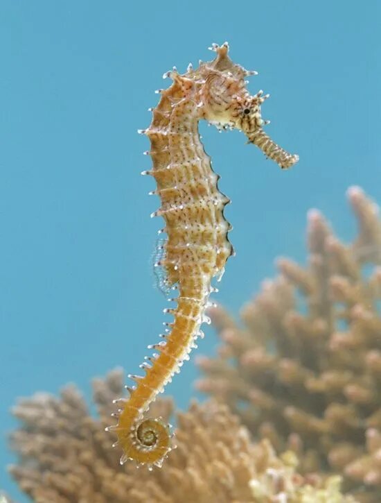 Seahorse Ocean creatures, Deep sea creatures, Beautiful sea creatures