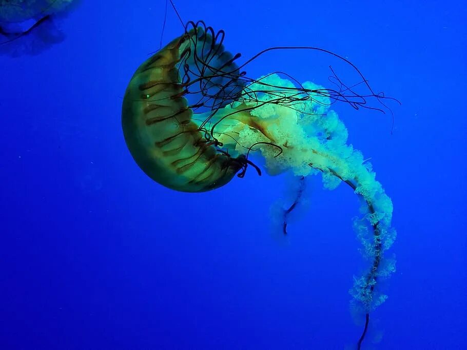 Pelagia noctiluca медуза. Phyllorhiza punctata. Беспозвоночные животные медуза. Морские обитатели медуза. Беспозвоночные медузы.