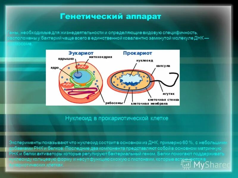 Наследственный аппарат представлен