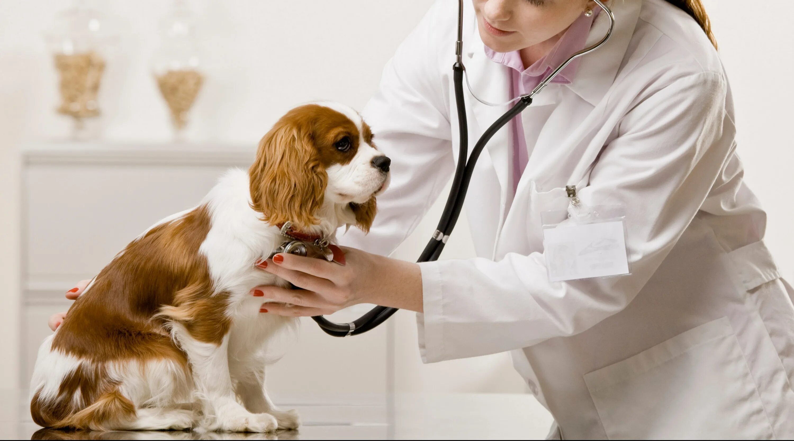 Обследование собак. Исследования на животных. Клиническое исследование собаки. Ветеринар.