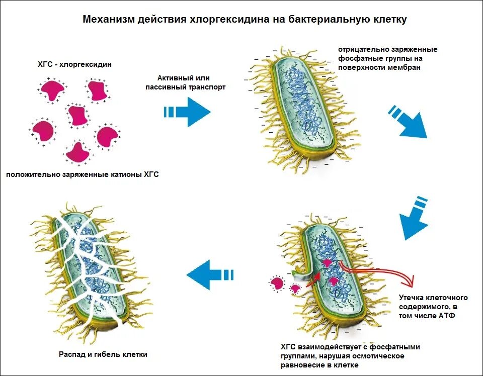 Механизм действия дезинфицирующих средств на микроорганизмы. Хлоргексидин механизм действия на микроорганизмы. Механизм действия хлоргексидина. Механизм действия хлоргексидина на бактериальную клетку.