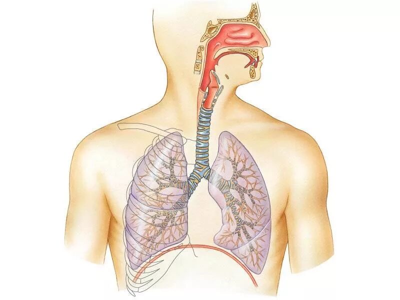 Где находятся легкие. Строение дыхательной системы человека. Дыхательная система человека схема. Легочная система человека анатомия. Дыхательные пути человека схема.