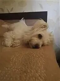 Приют 4 лапки днр