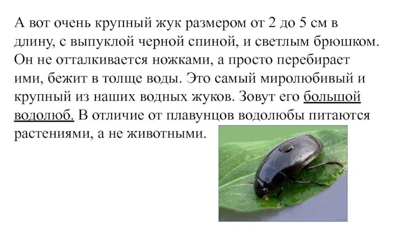 Жук водолюб большой описание. Жук водолюб большой. Питание жука плавунца окаймленного. Плавунец окаймленный и водолюб большой сравнение. Питание жука плавунца окаймленного.