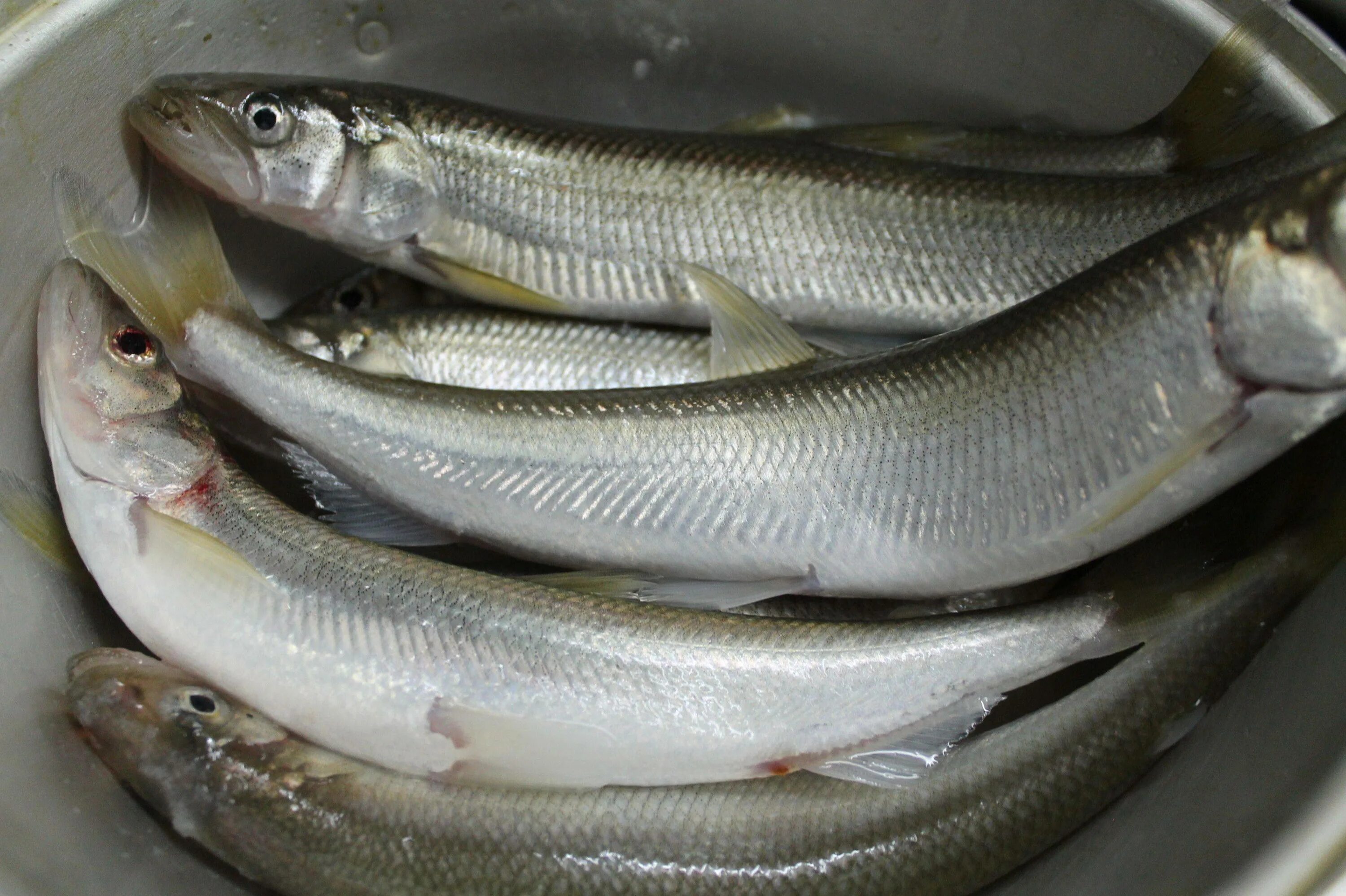 Корюшка европейская osmerus eperlanus. Корюшка балтийская. Балтийская корюшка рыба. Как выглядит рыба корюшка. Корюшка дальневосточная вяленая.