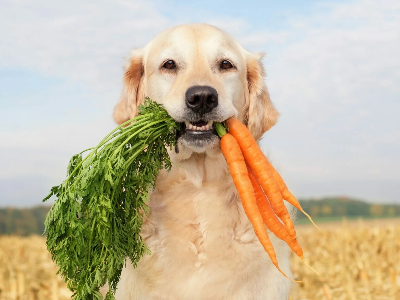 Стимул животных. Еда для животных. Собаки. Диетотерапия животных. Еда для собак.