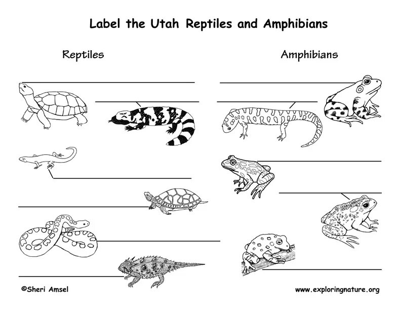 Контрольная работа земноводные пресмыкающиеся птицы. Mammals Reptiles Birds. Mammals, Reptiles and Amphibians. Пресмыкающиеся и земноводные для детей. Mammals Reptiles Birds insects.