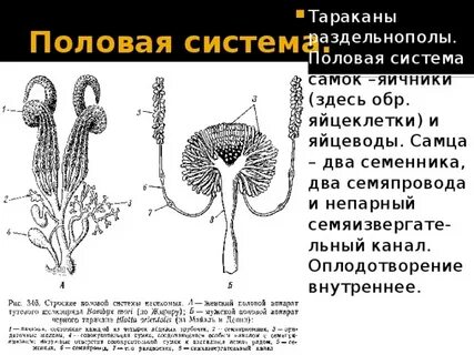 Как устроена половая