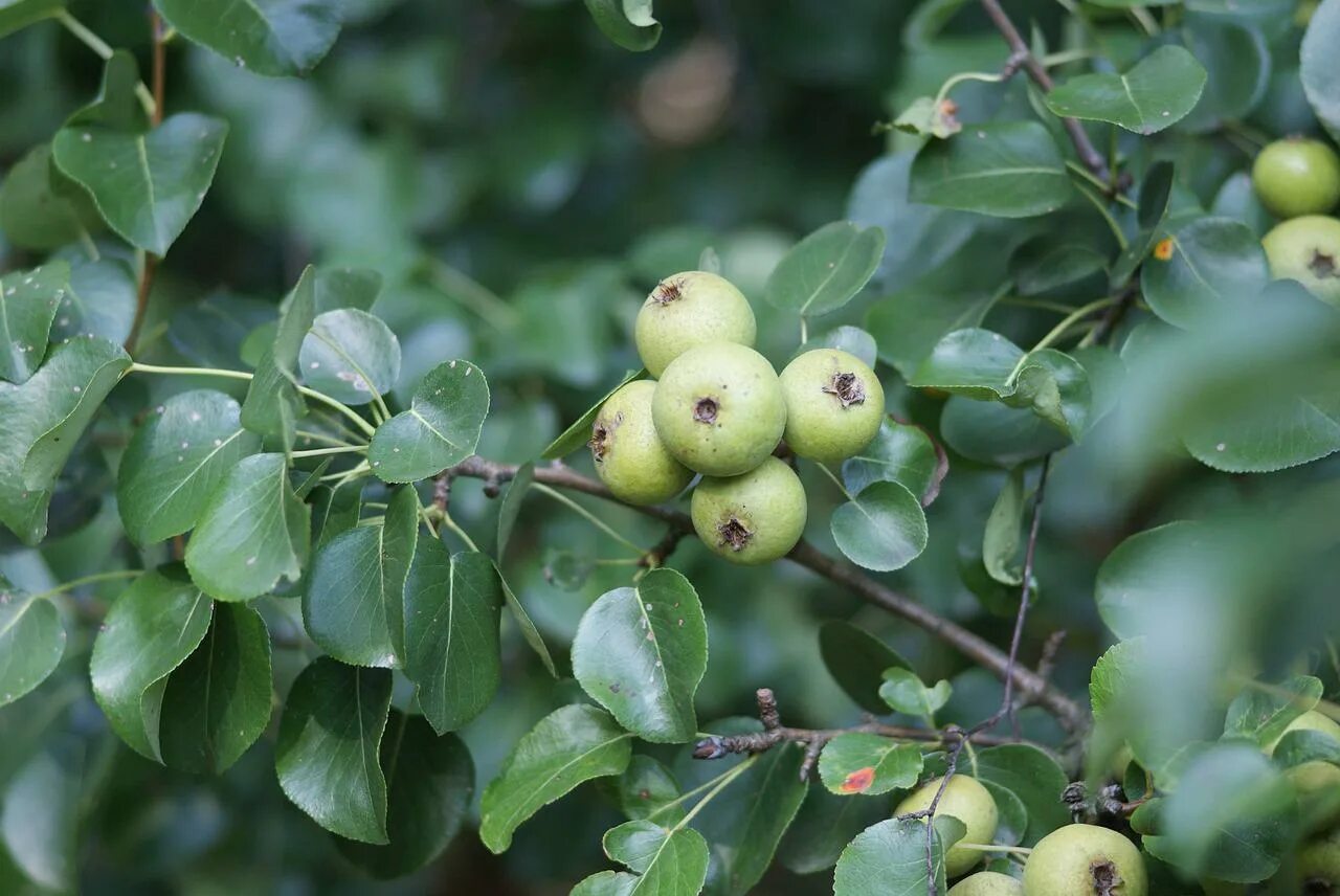 Лист дикой груши. Груша обыкновенная (pyrus communis). Лист дикой груши. Грушевое дерево. Груша с листочком.