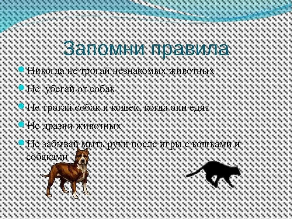 Собака 1 уровень