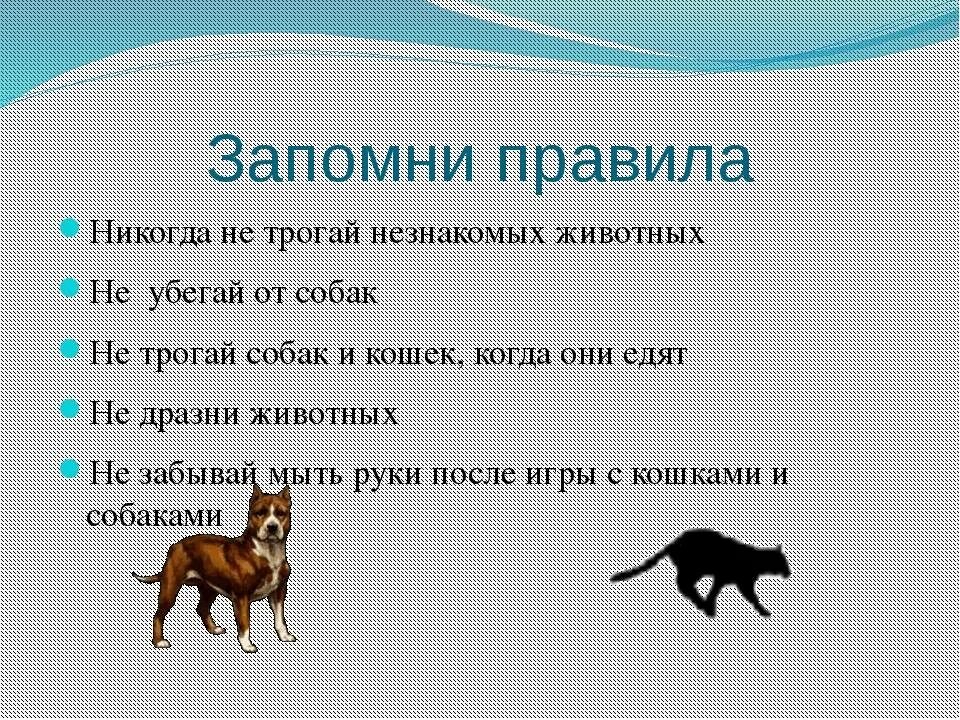 Что говорят животные людям. Правила животных. Правило поведения с животными. Правила поведения с собаками. Правила безопасности с животными.