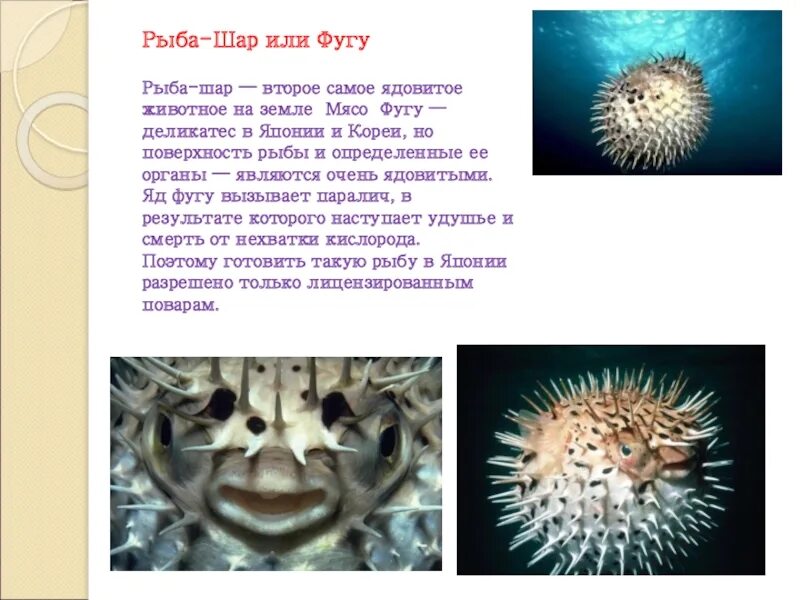 Сообщение о рыбе фугу. Рыба еж фугу. характеристика рыбы фугу. рыба фугу интересные факты для детей. рыба шар.
