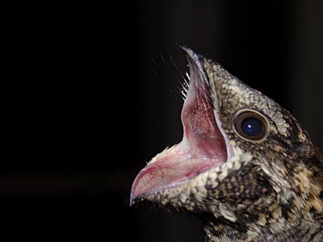 козодой птица клюв. крик птицы звук. птица австралии кукабарра. выпь обыкновенная. птенец козодоя.