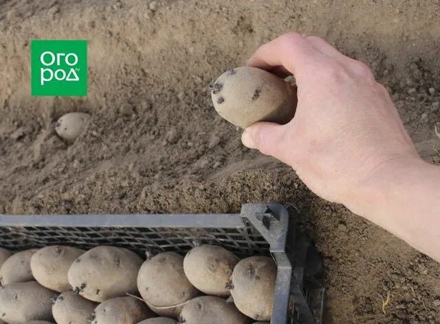 Посадка картофеля в июне. Посадка картофеля в июне