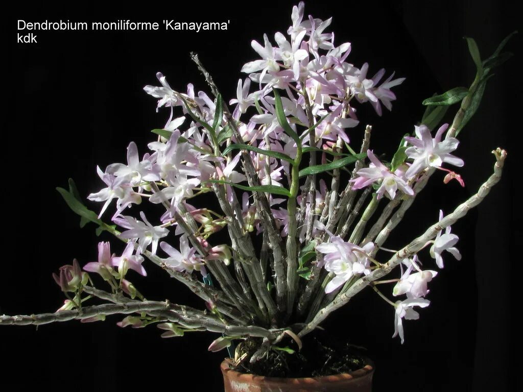 Дендробиум монилиформе. Орхидея dendrobium moniliforme. дендробиум монилиформе куренай. dendrobium moniliforme benibotan.