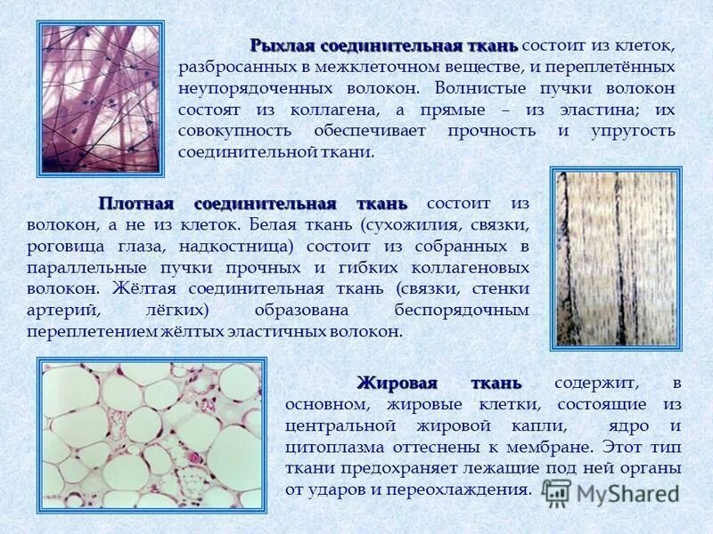 Ответы Mail.ru: Анатомия. 2 курс